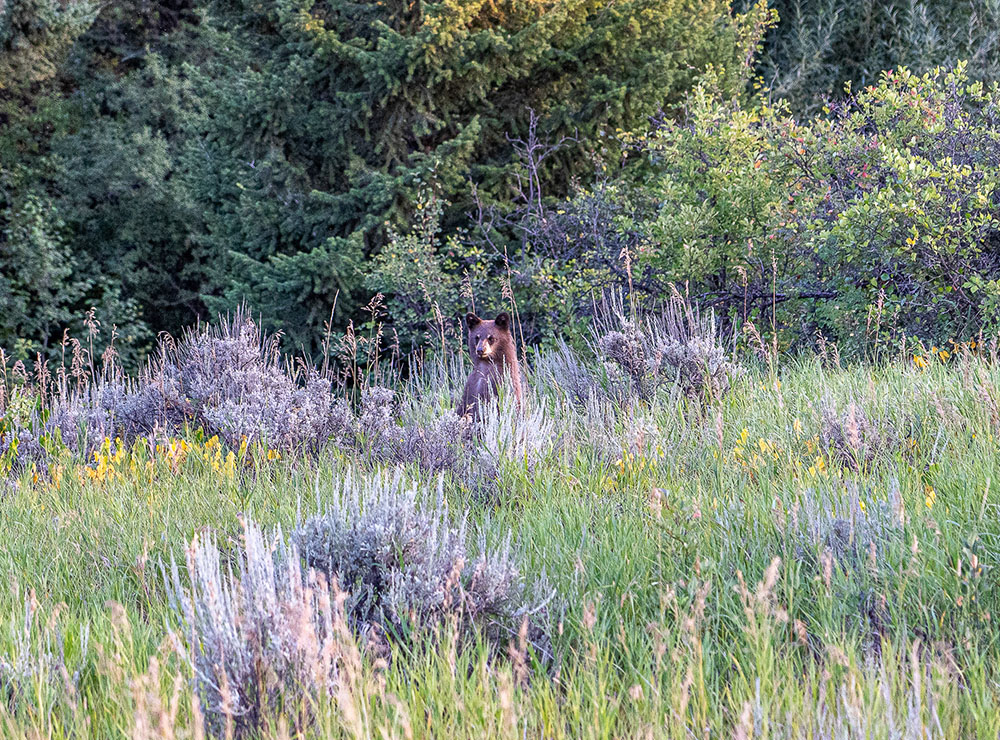SKY BAND RANCH BETWEEN LIVINGSTON & BOZEMAN MT