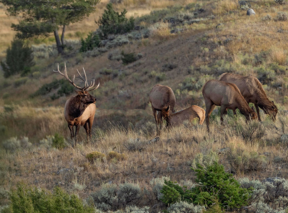 SKY BAND RANCH BETWEEN LIVINGSTON & BOZEMAN MT